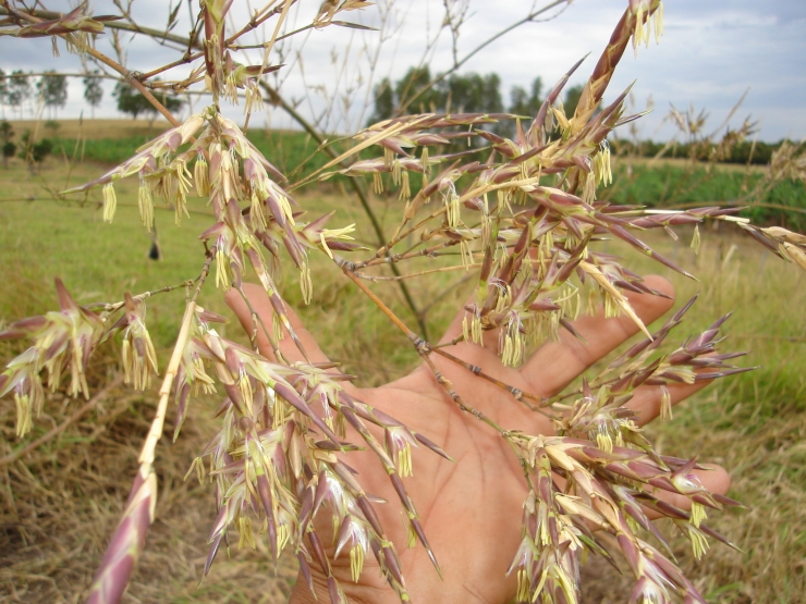 imagem sementes de bambu guadua chacoensis