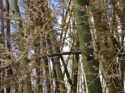 imagem sementes de bambu guadua chacoensis