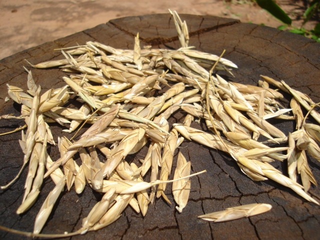 imagem sementes de bambu guadua chacoensis