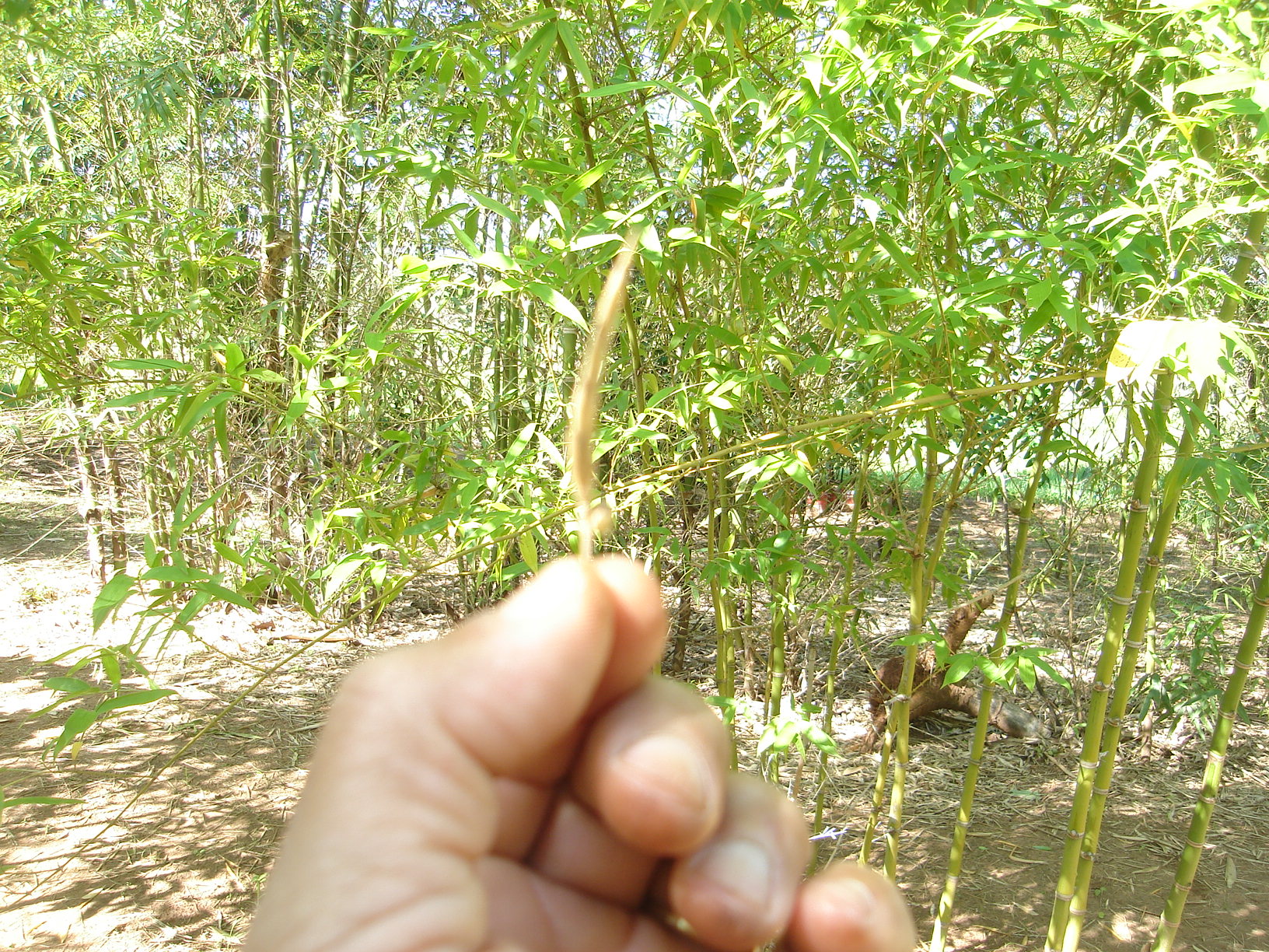 imagem sementes de bambu guadua angustifolia