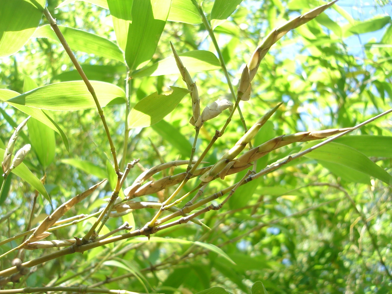 imagem sementes de bambu guadua angustifolia