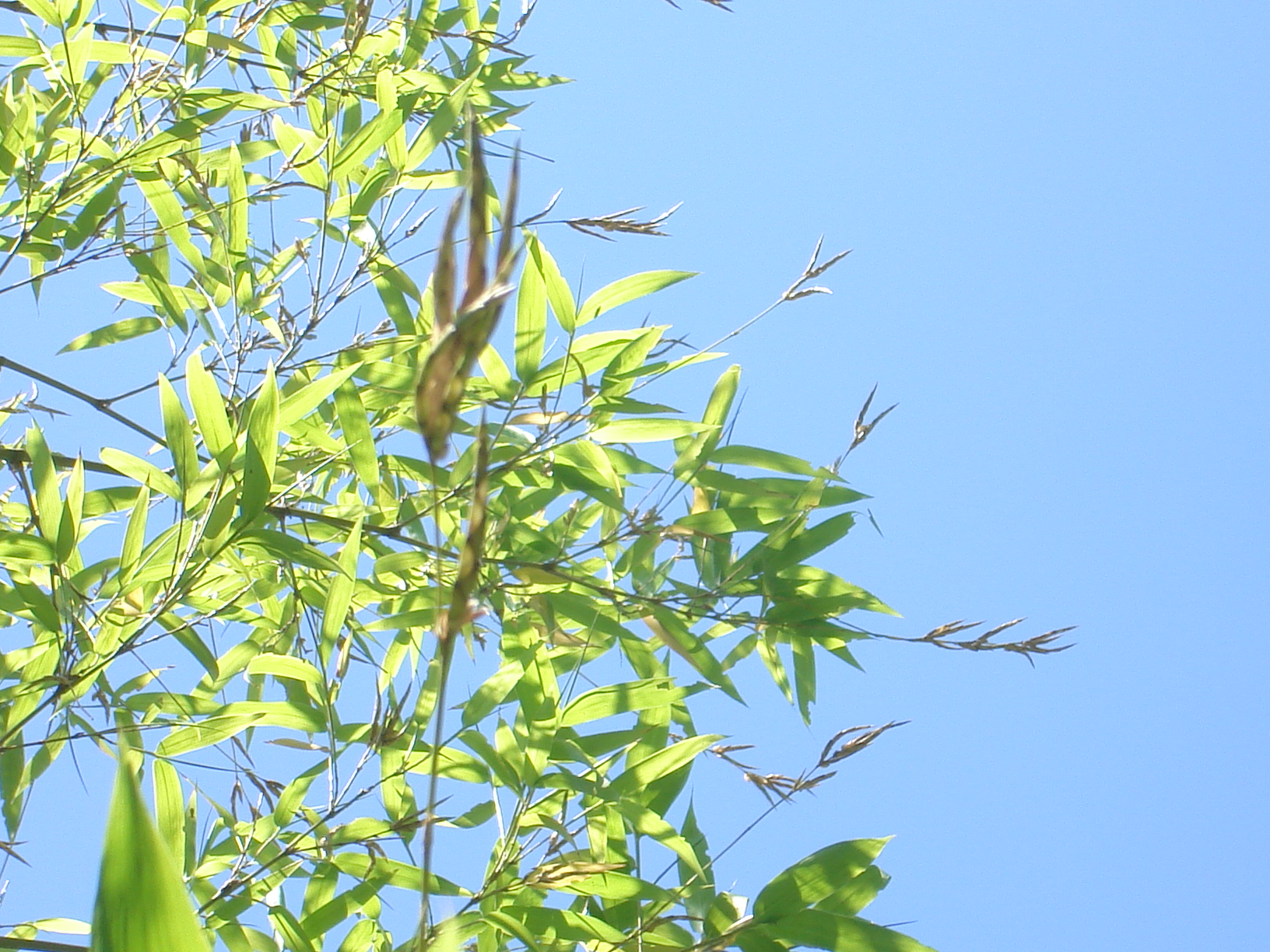 imagem sementes de bambu guadua angustifolia