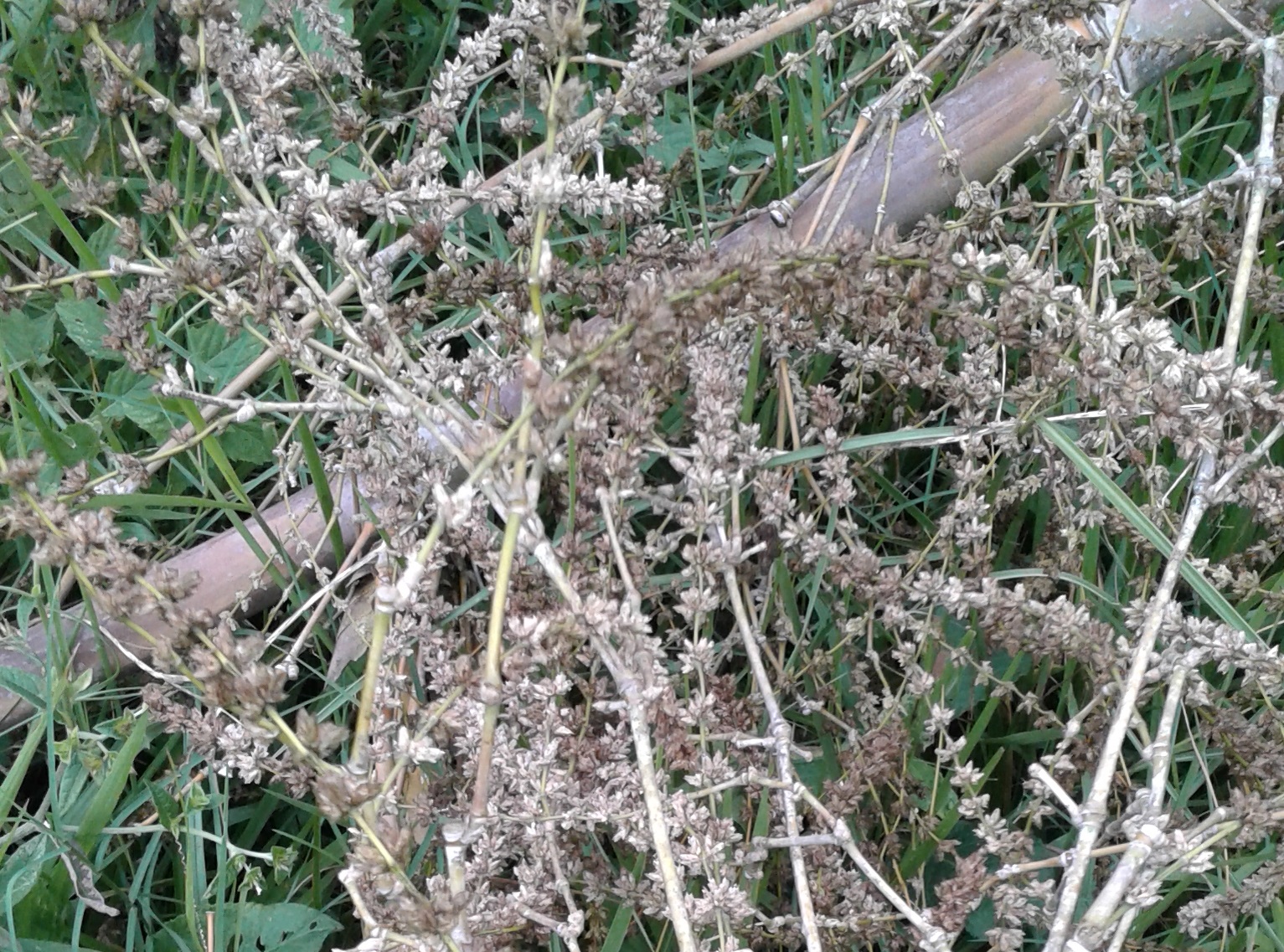imagem sementes de bambu gigante